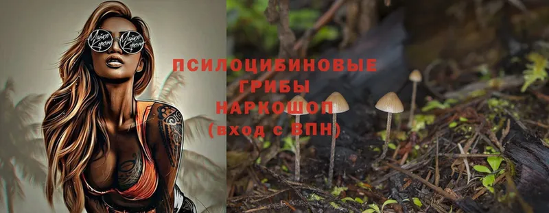 Псилоцибиновые грибы Psilocybe  Кораблино 